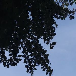 Meet your Posher, Flor